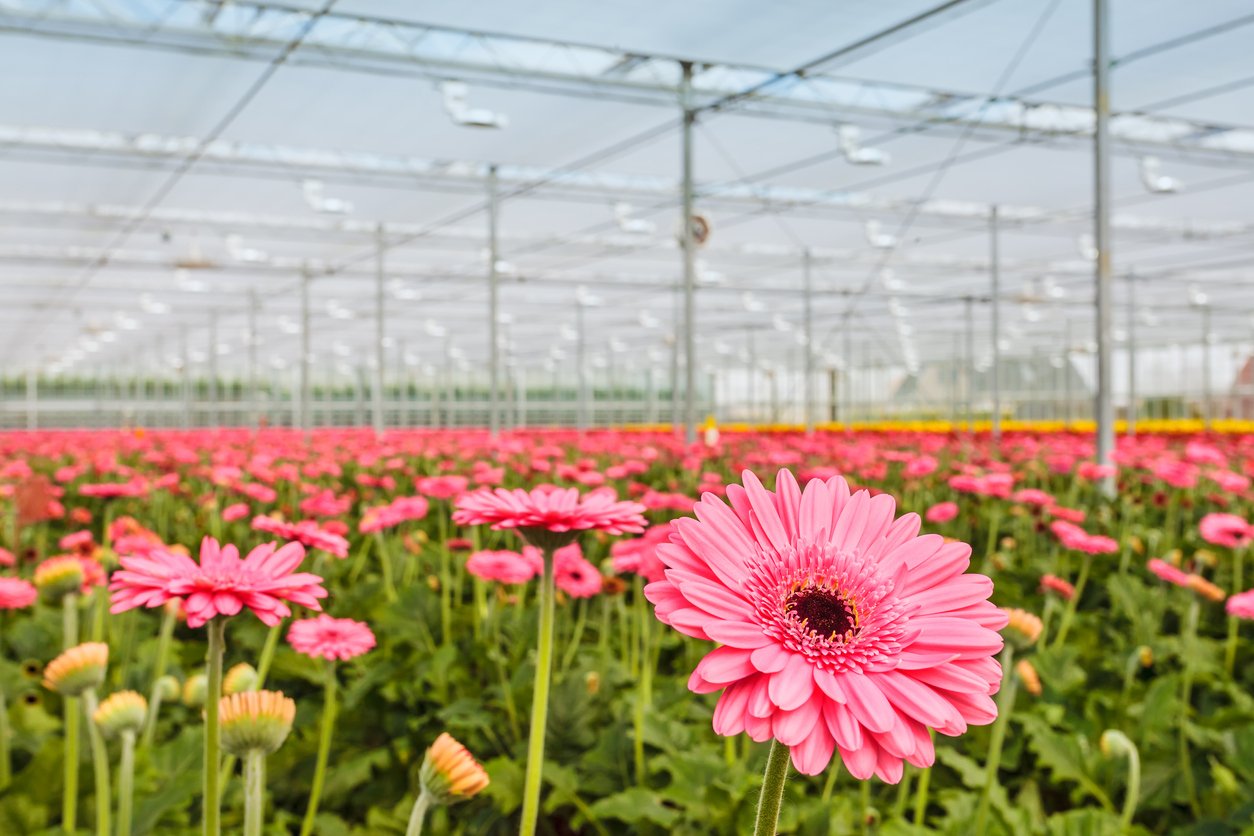 Meet our flower growers